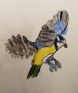 Croquis de mésanges bleues - aquarelle - crayon de couleur - dessins d'enfants - ateliers terreaux - Estelle Meyrand