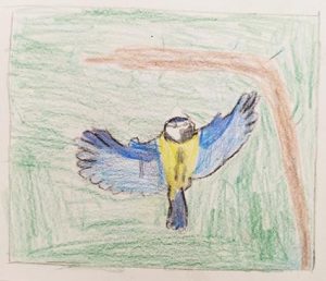 Croquis de mésanges bleues - aquarelle - crayon de couleur - dessins d'enfants - ateliers terreaux - Estelle Meyrand